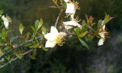 Lindleya mespiloides