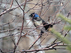 Quiscalus quiscula versicolor