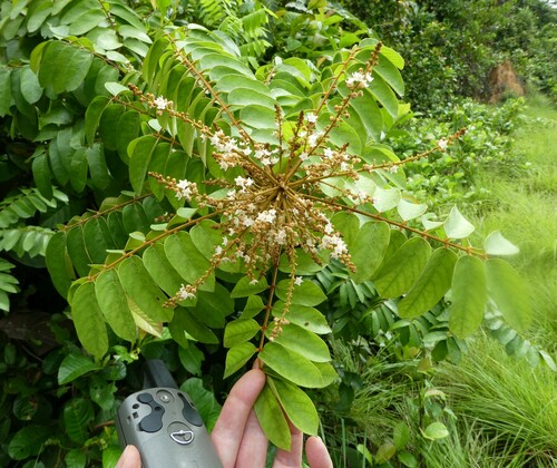 Cnestis ferruginea