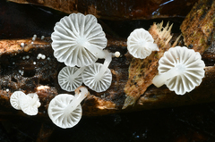 Resinomycena