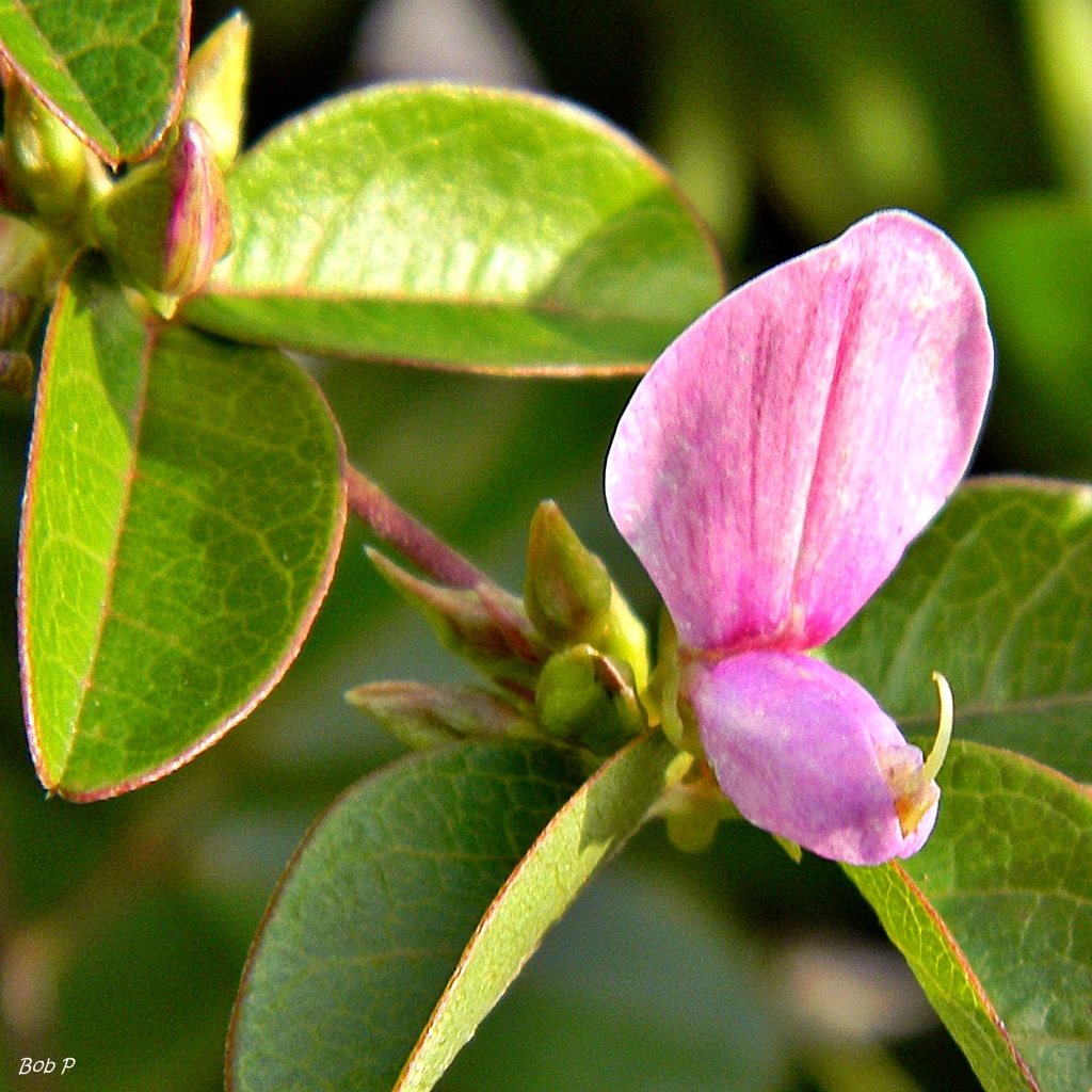 Galactia regularis
