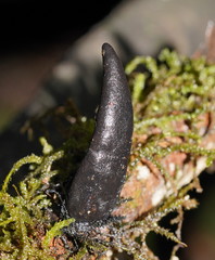 Xylaria castorea
