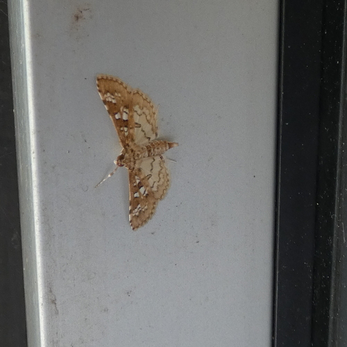 Samea multiplicalis
