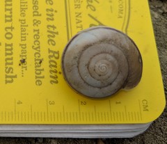 Helminthoglypta traskii