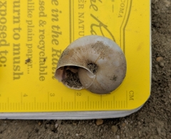 Helminthoglypta traskii