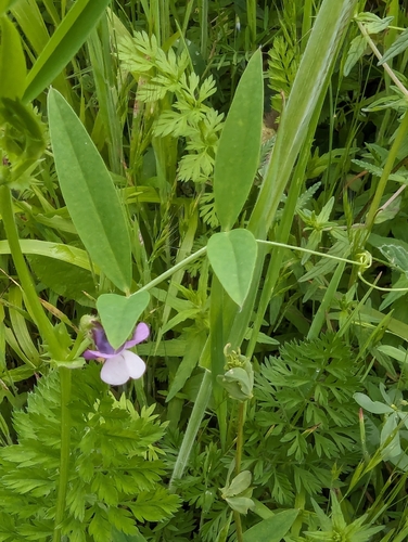Image of Vicia bithynica by no rights reserved