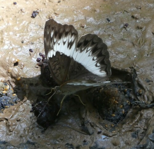 Cymothoe druryi