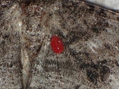 Parasitengona