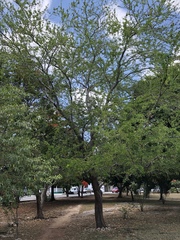 Pithecellobium dulce