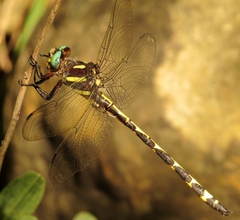Cordulegaster obliqua