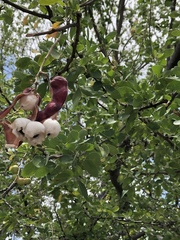 Pithecellobium dulce