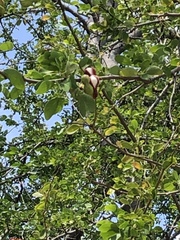 Pithecellobium dulce