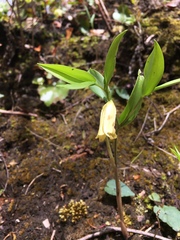 Uvularia puberula