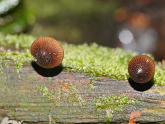 Mycena nargan