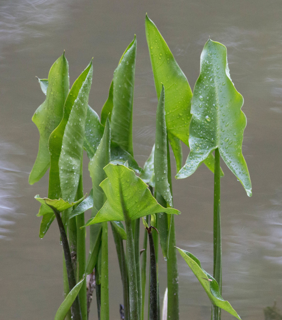 Peltandra virginica — a medium houseplant, prefers full sun light