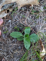 Helianthus occidentalis