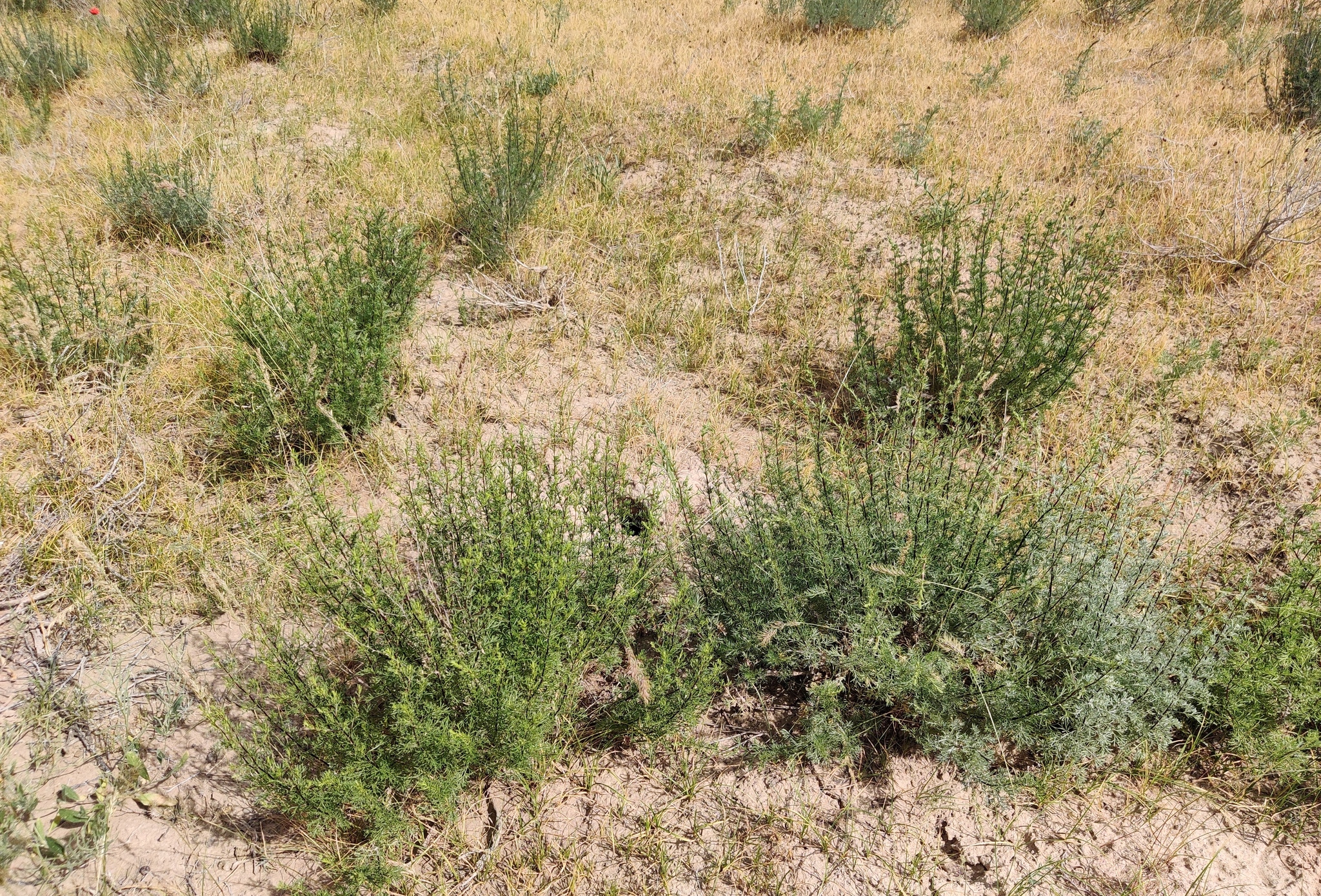 Artemisia cina