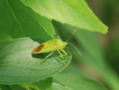 Acanthosoma labiduroides