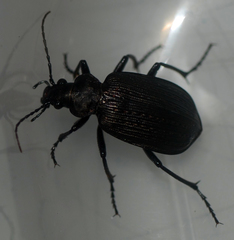 Calosoma alternans