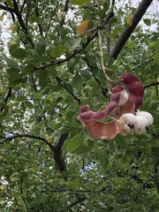 Pithecellobium dulce