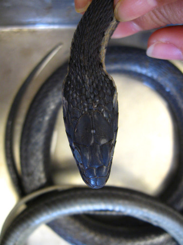 Aquatic Garter Snake