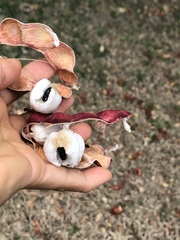 Pithecellobium dulce