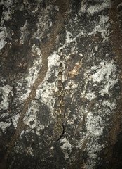 Hemidactylus mabouia