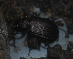 Calosoma alternans