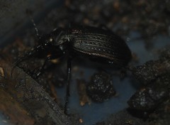 Calosoma alternans