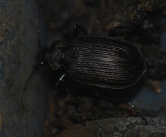 Calosoma alternans