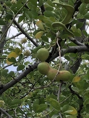 Pithecellobium dulce