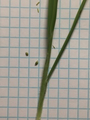 Bromus catharticus catharticus