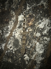 Hemidactylus mabouia