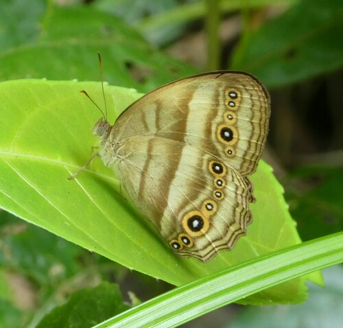 Western Hallelesis
