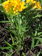 Lithospermum canescens
