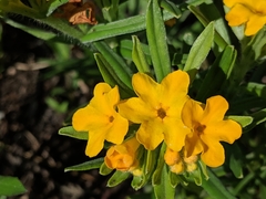 Lithospermum canescens