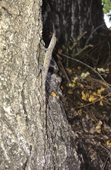Anolis argenteolus