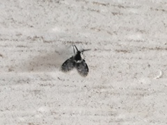 Lepiseodina conspicua