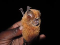 Hipposideros ruber