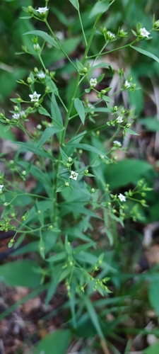 Image of Thesium bavarum by (c) Andreas Schneider, some rights reserved (CC BY)