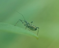 Sphedanolestes impressicollis
