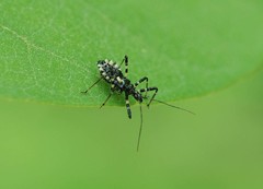 Sphedanolestes impressicollis
