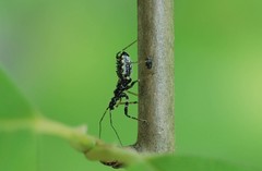 Sphedanolestes impressicollis