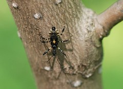 Sphedanolestes impressicollis