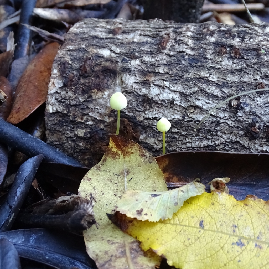 Mycena chusqueophila · May 2019 · photo: © cristianriquelme (iNaturalist, cc-by)