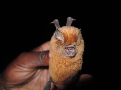 Hipposideros ruber