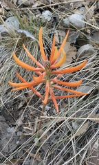 Erythrina leptorhiza