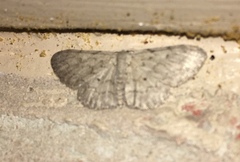 Idaea violacearia