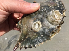 Chelonibia testudinaria