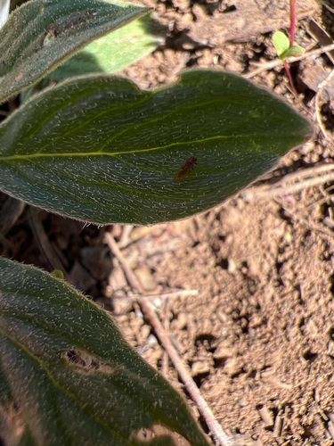 iNaturalist observation photo of Flies